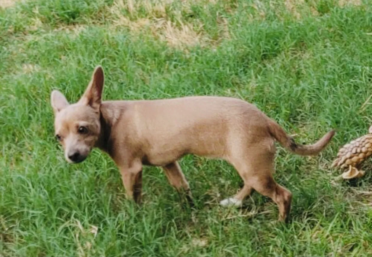 Lost dog in Mesa, AZ, 85205