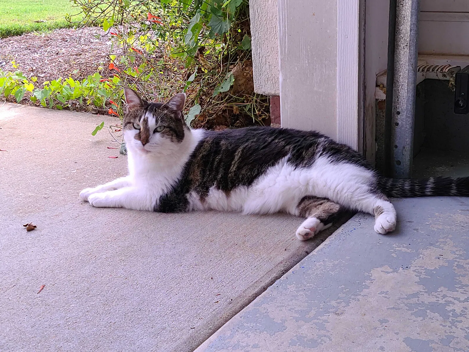 Lost cat in Evans, GA, 30809