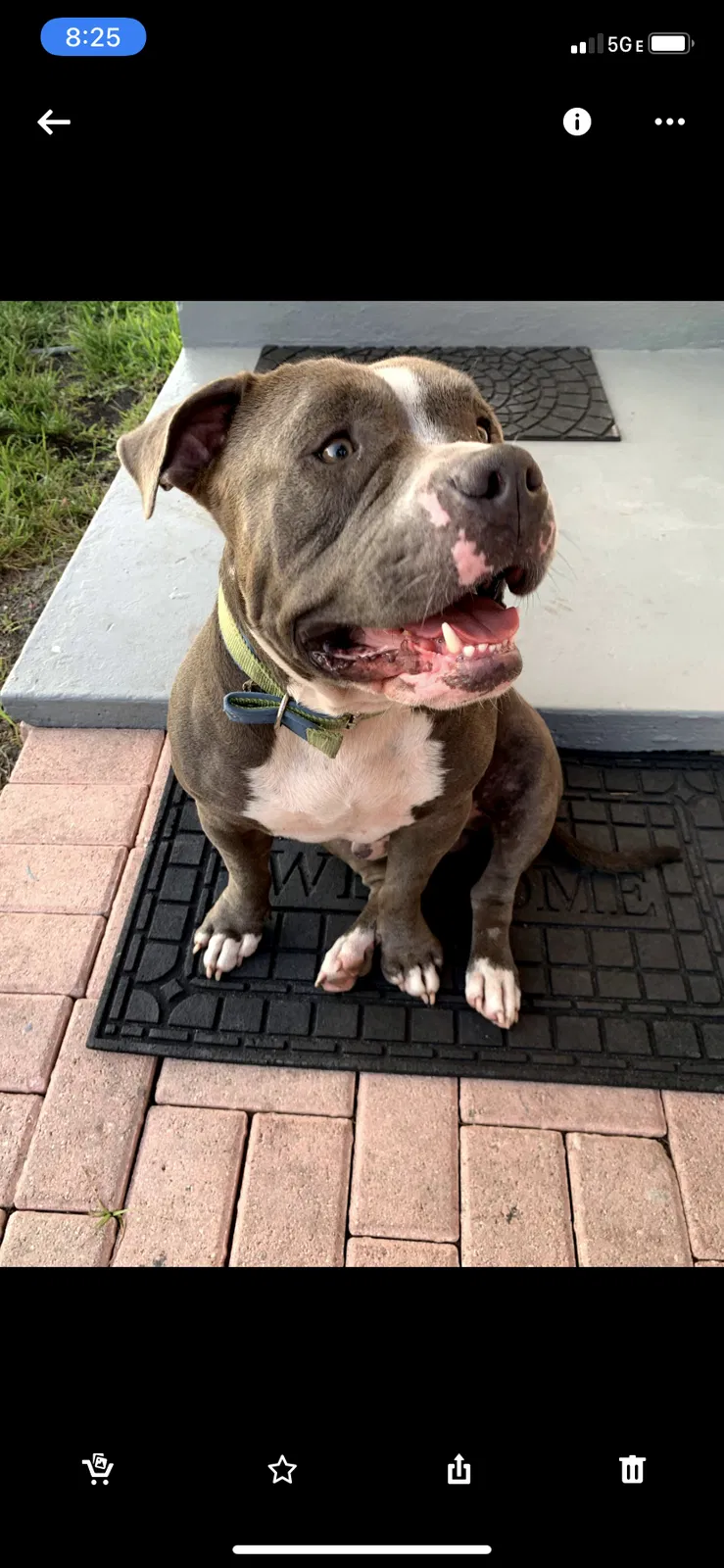 Lost dog in Hialeah, FL, 33010