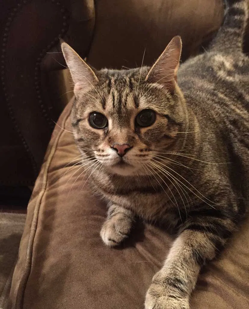Lost cat in Bronx, NY, 10467