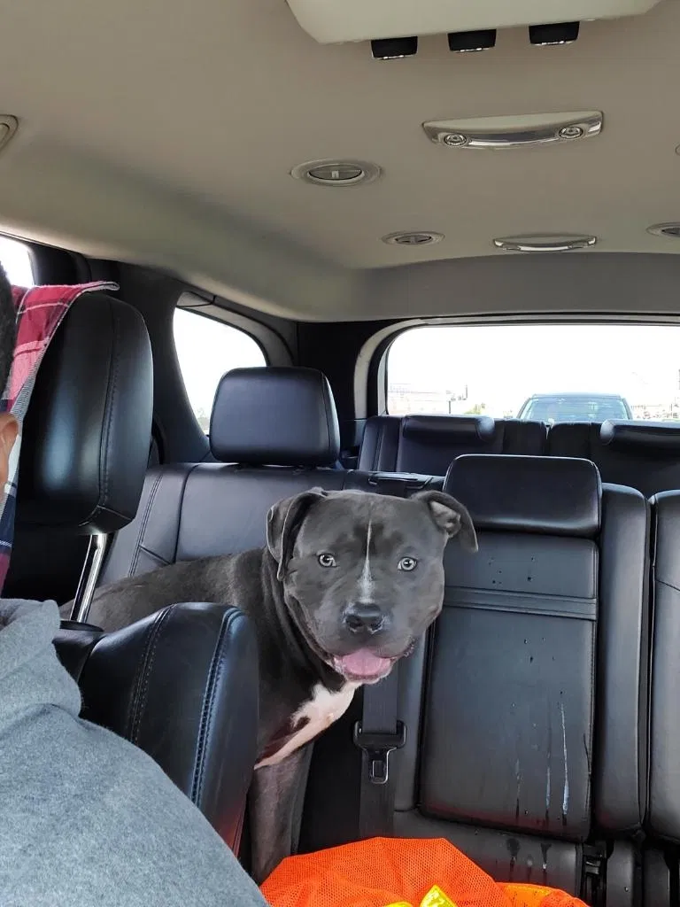 Lost dog in Elmwood Park, IL, 60707