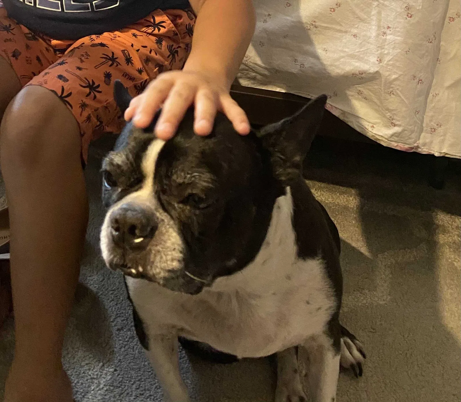 Lost dog in Burleson, TX, 76028
