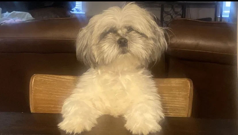 Lost dog in El Paso, TX, 79934