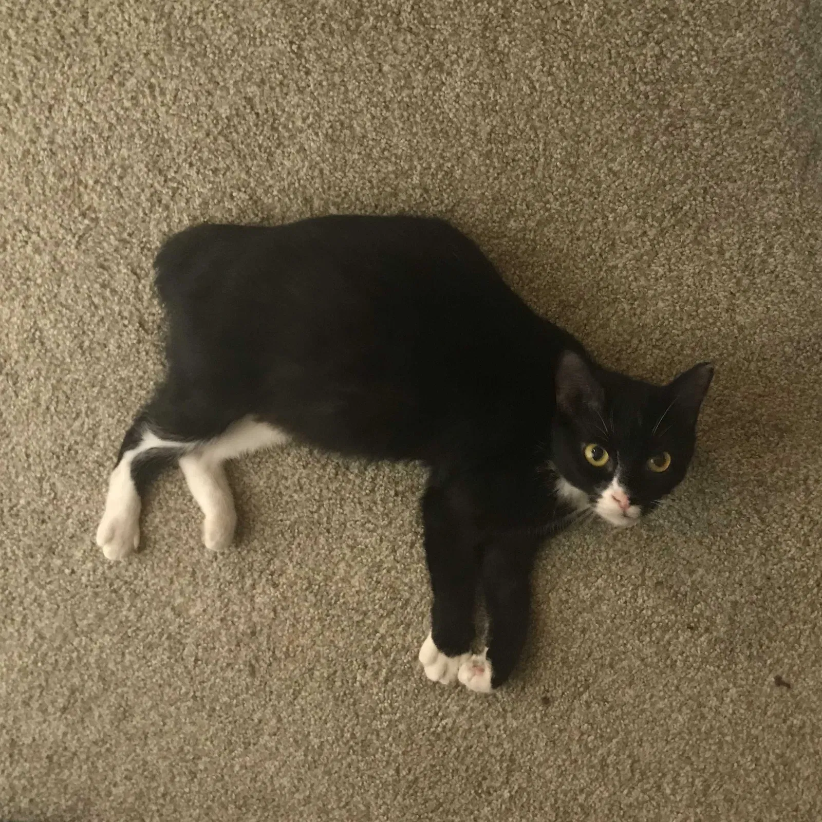 Lost cat in Orlando, FL, 32817