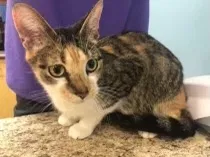 Lost cat in Bowling Green, OH, 43402