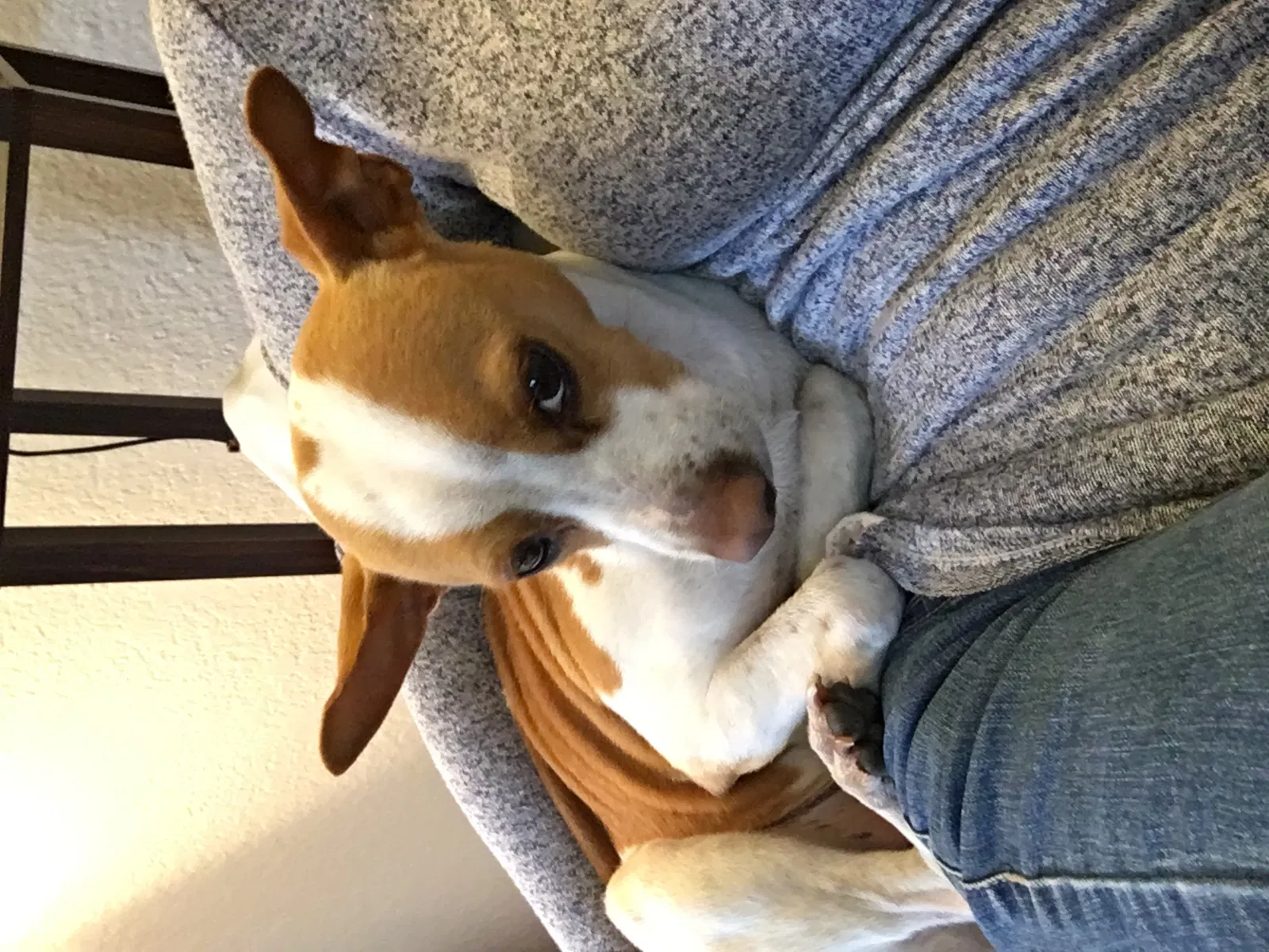 Lost dog in Tulsa, OK, 74105
