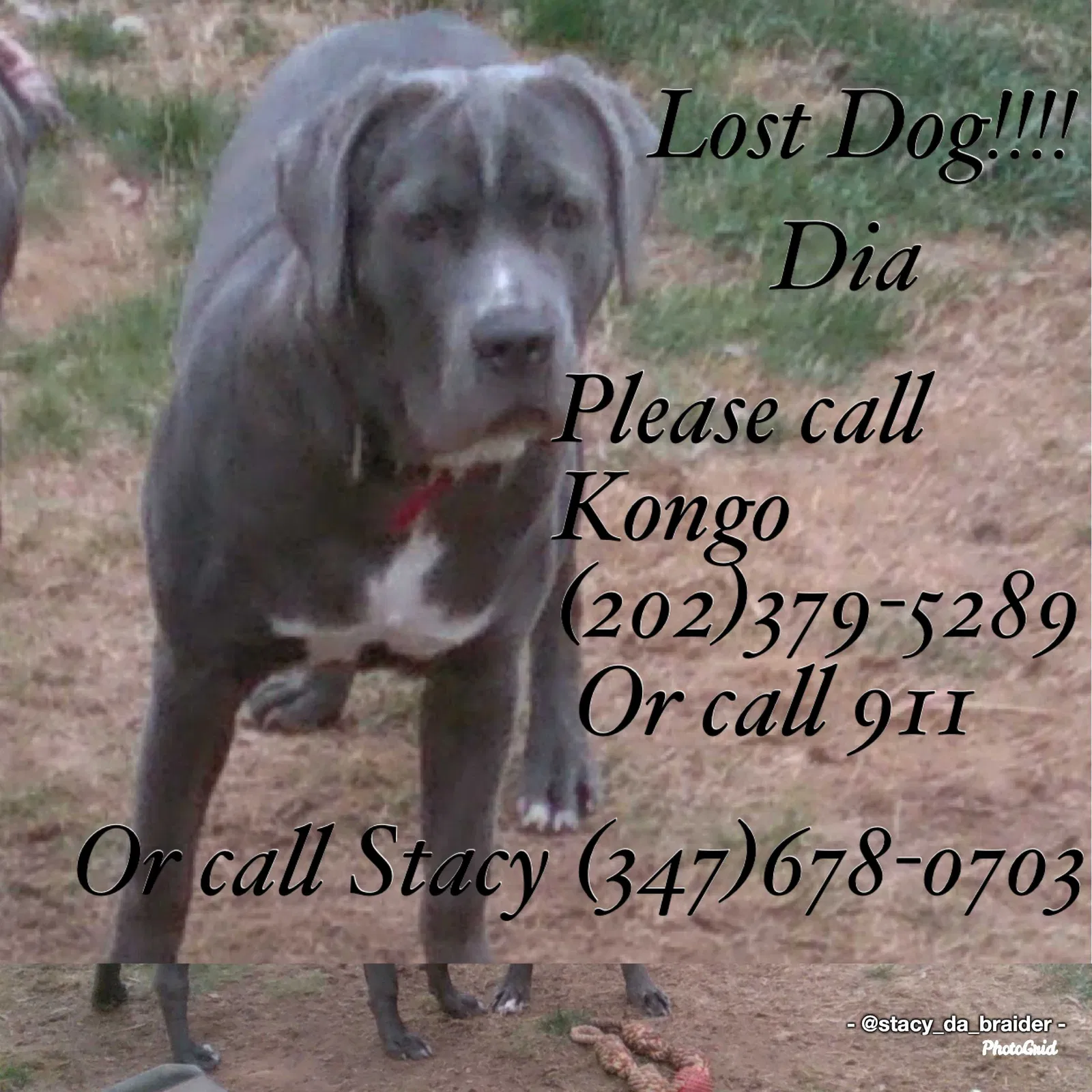 Lost dog in Mount Rainier, MD, 20712