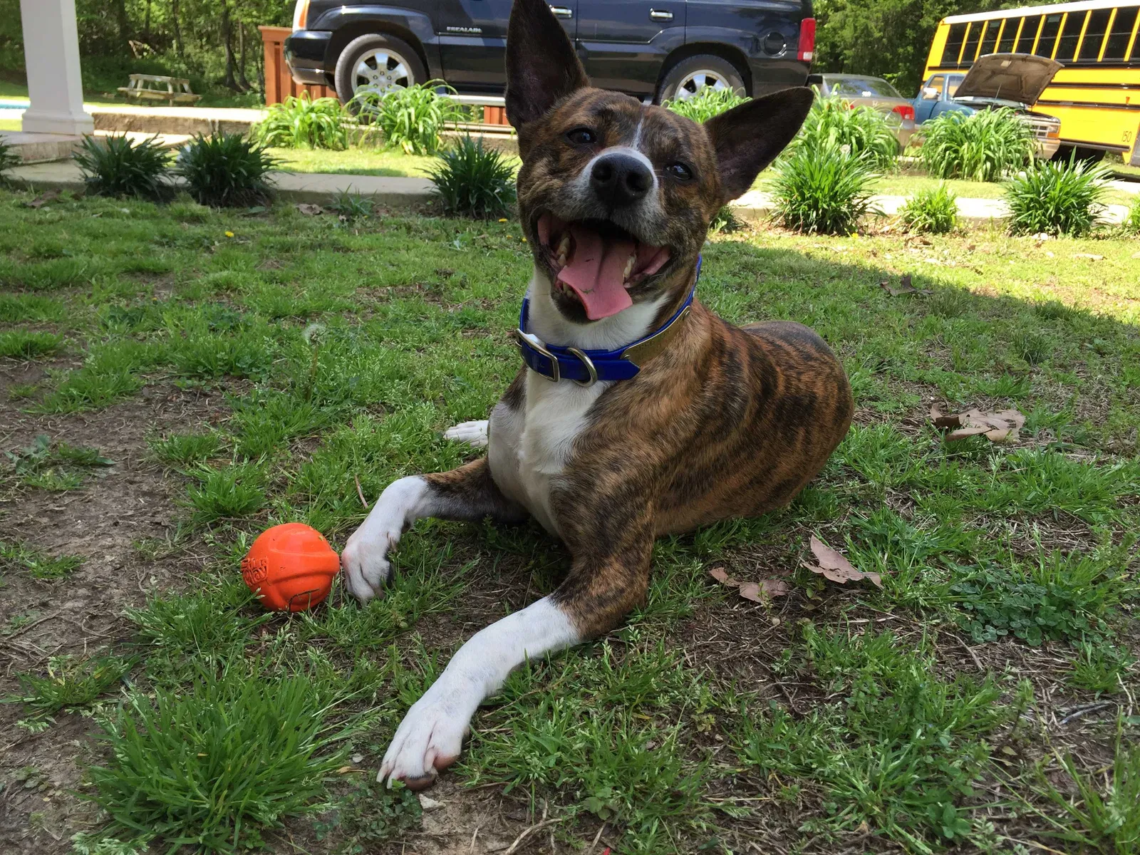 Lost dog in Nesbit, MS, 38651