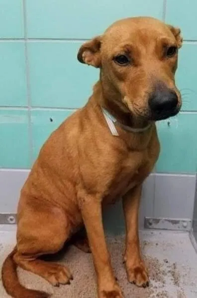 Lost dog in Portland, OR, 97216