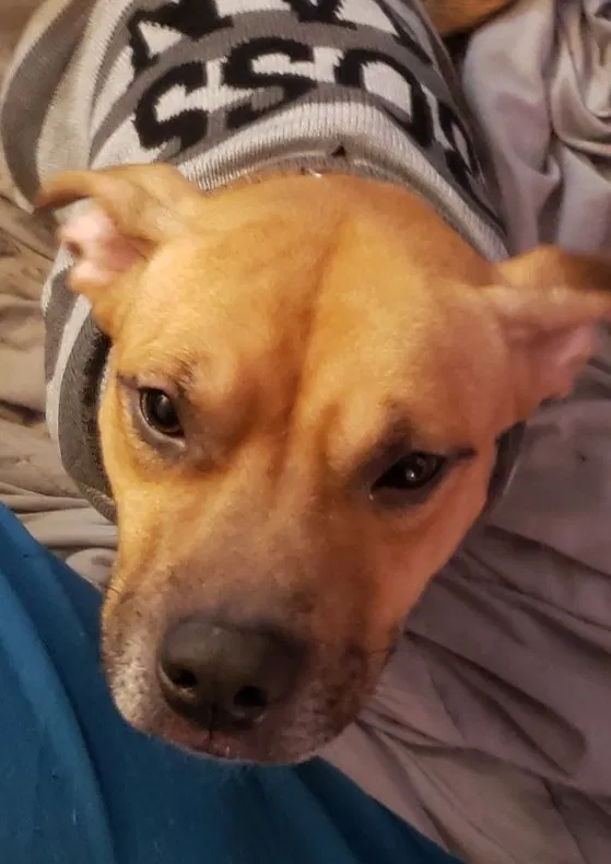 Lost dog in Swansea, SC, 29160