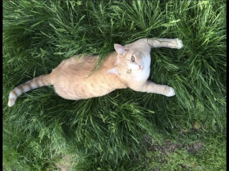 Lost cat in Glendale, AZ, 85303