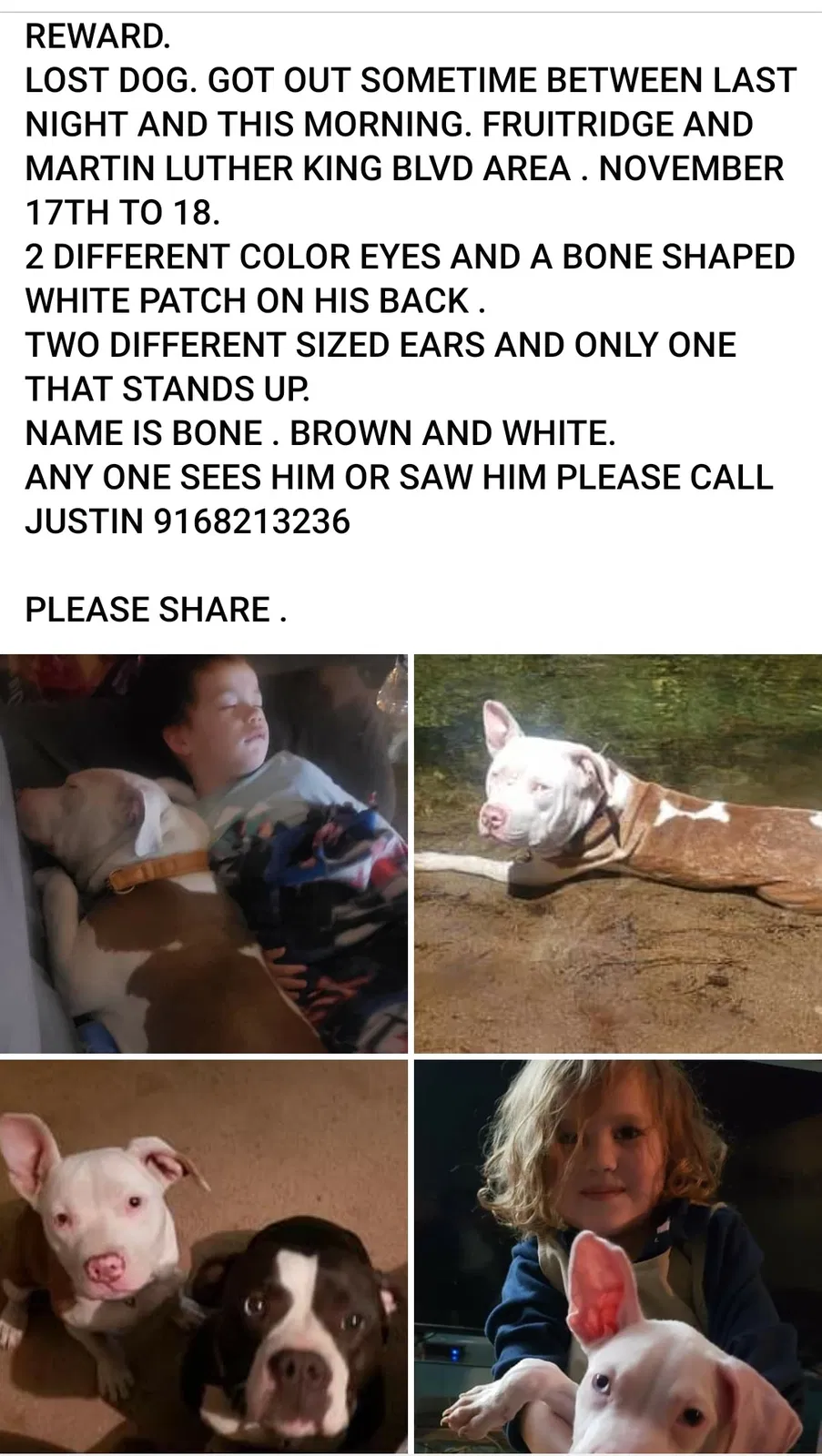 Lost dog in Sacramento, CA, 95824