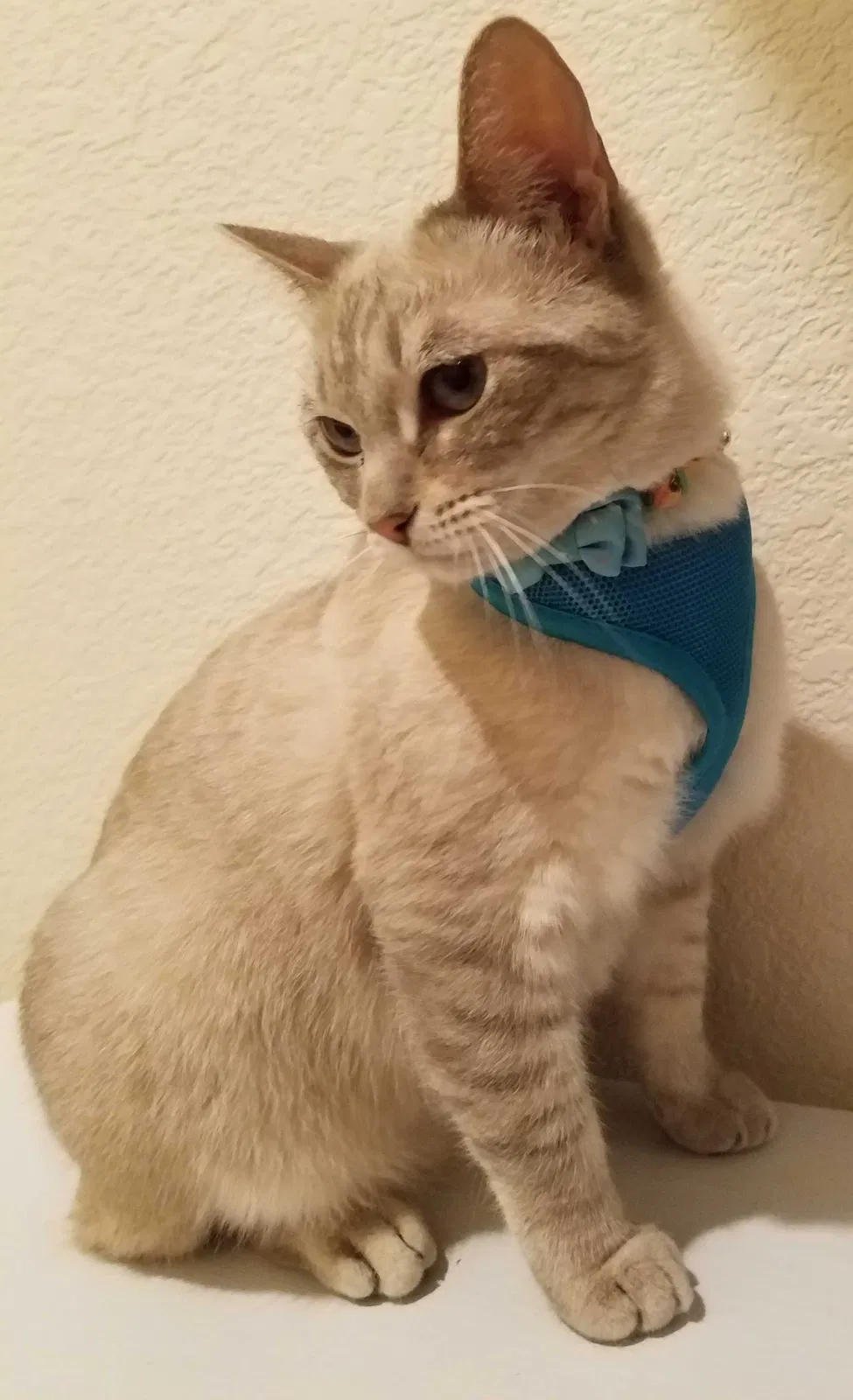 Lost cat in Chandler, AZ, 85224