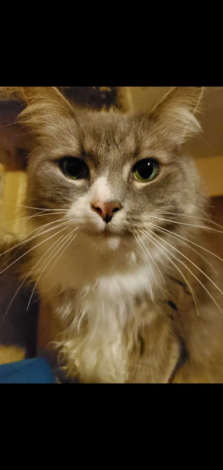 Lost cat in Palm Bay, FL, 32907
