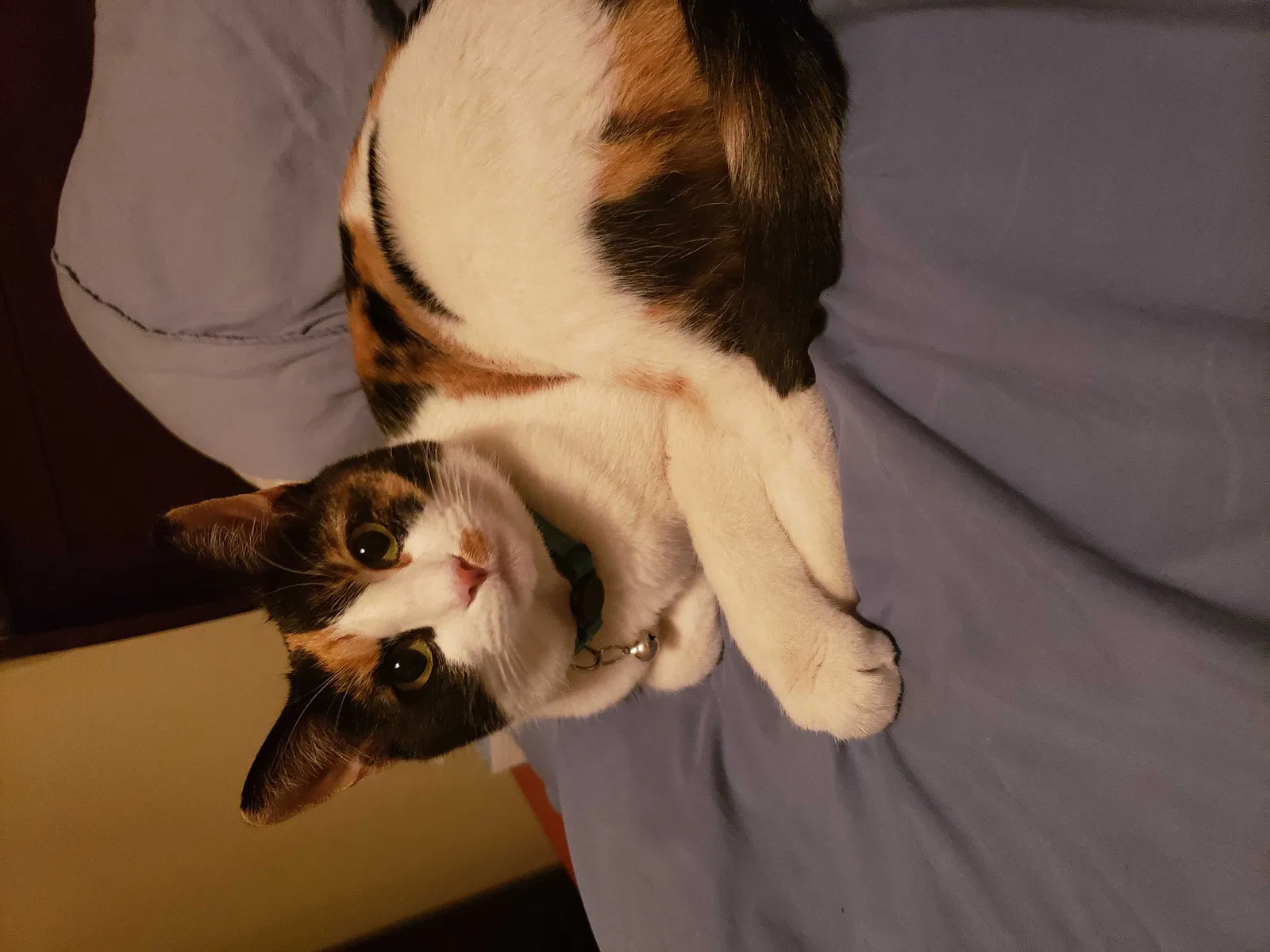 Lost cat in El Paso, TX, 79928