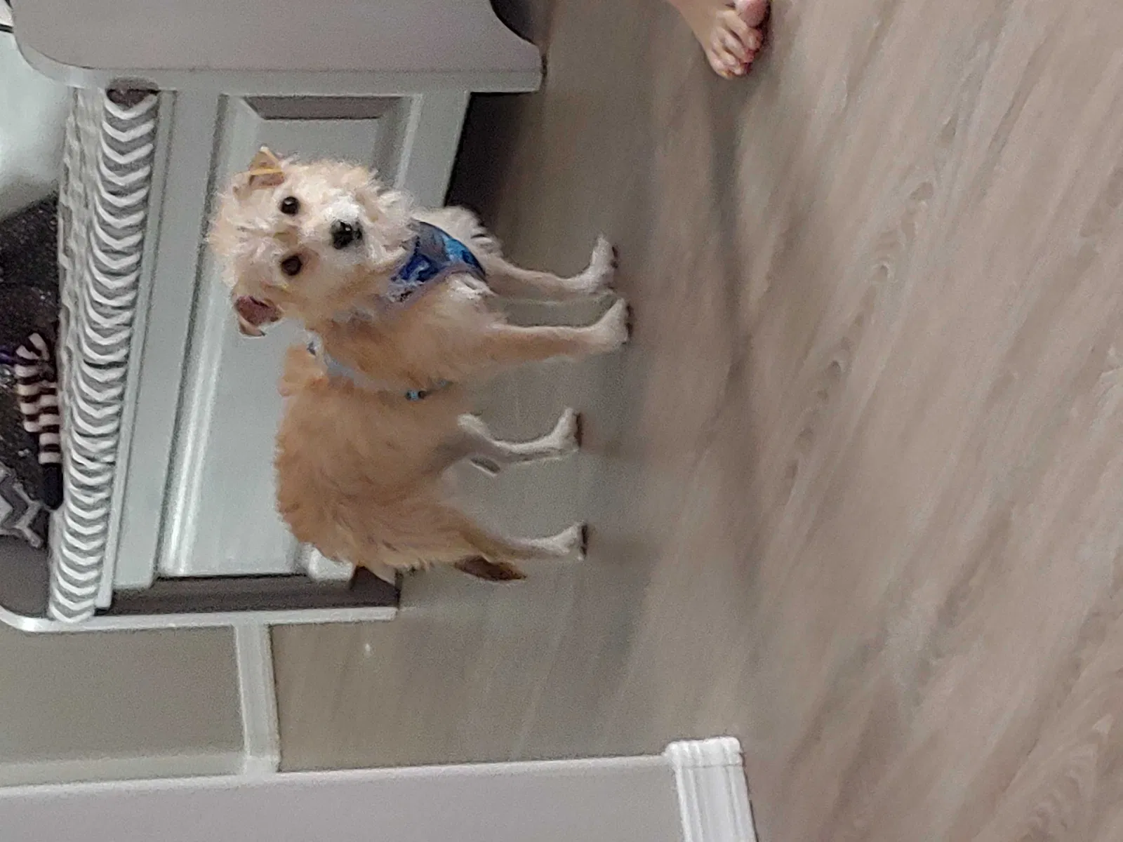 Lost dog in Gilbert, AZ, 85296
