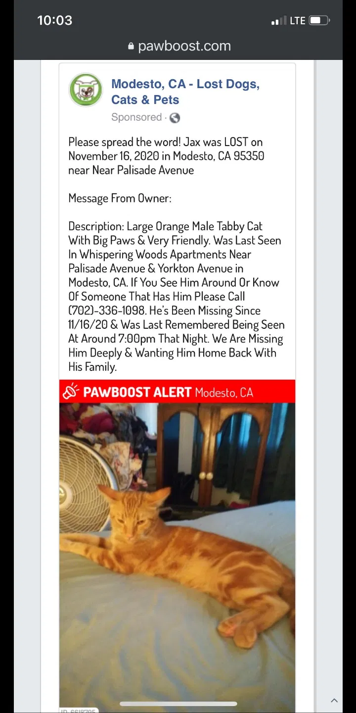 Lost cat in Modesto, CA, 95350