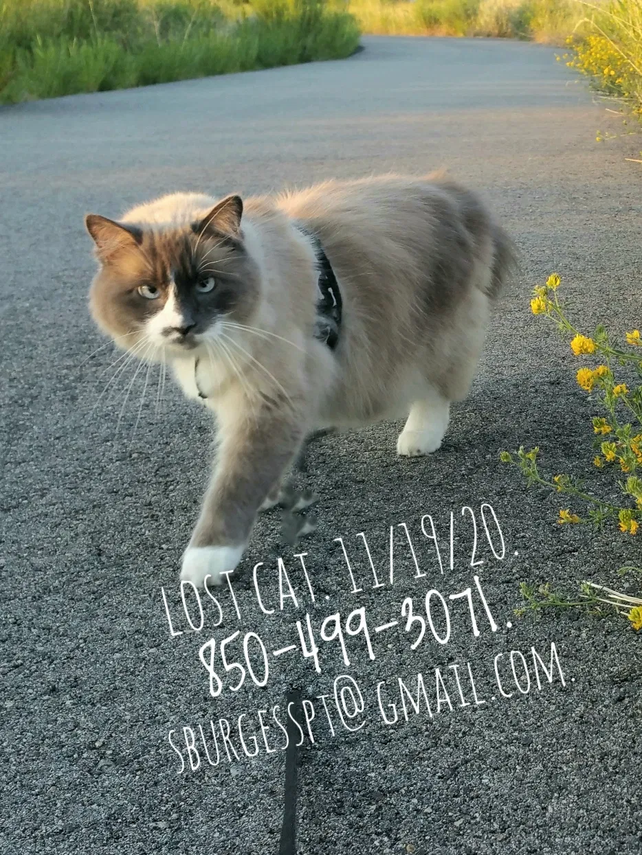 Lost cat in Karnack, TX, 75661