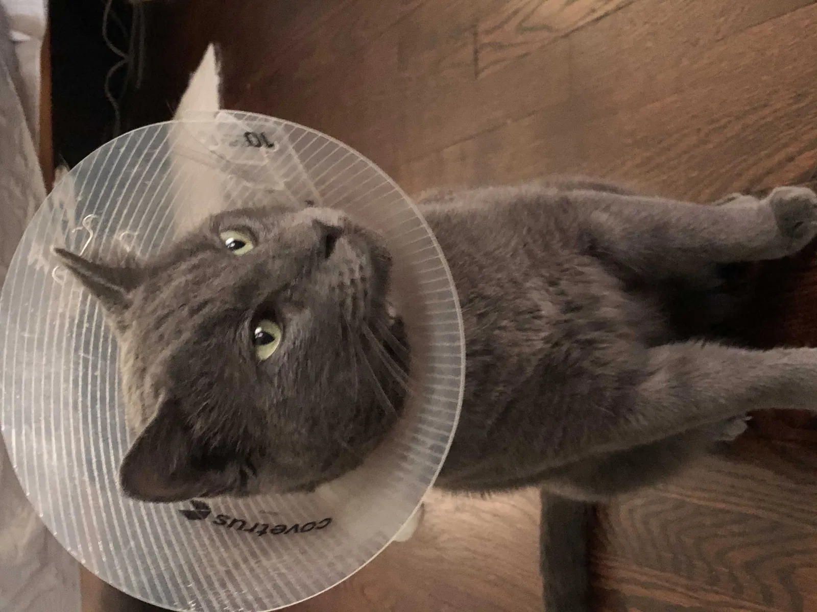 Lost cat in Memphis, TN, 38104