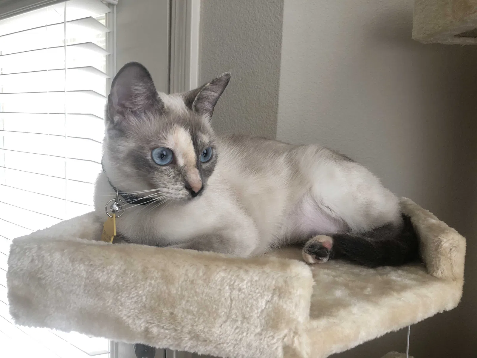 Lost cat in Flower Mound, TX, 75028