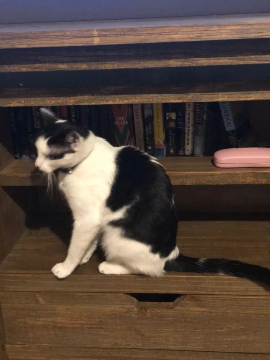 Lost cat in Odem, TX, 78370