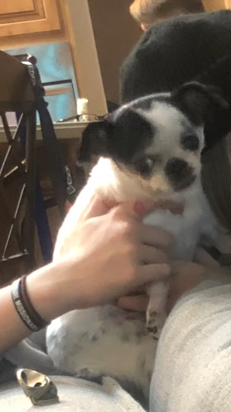 Lost dog in Draper, UT, 84020