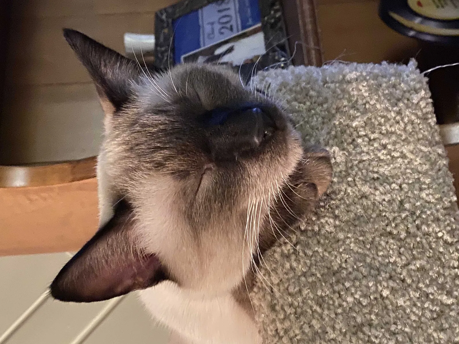 Lost cat in Tolland, CT, 6084
