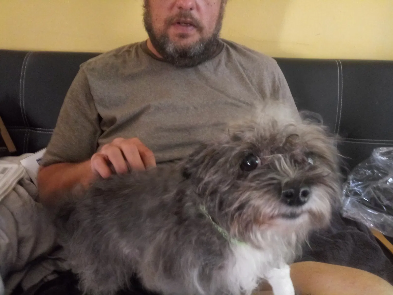 Lost dog in Lockbourne, OH, 43137
