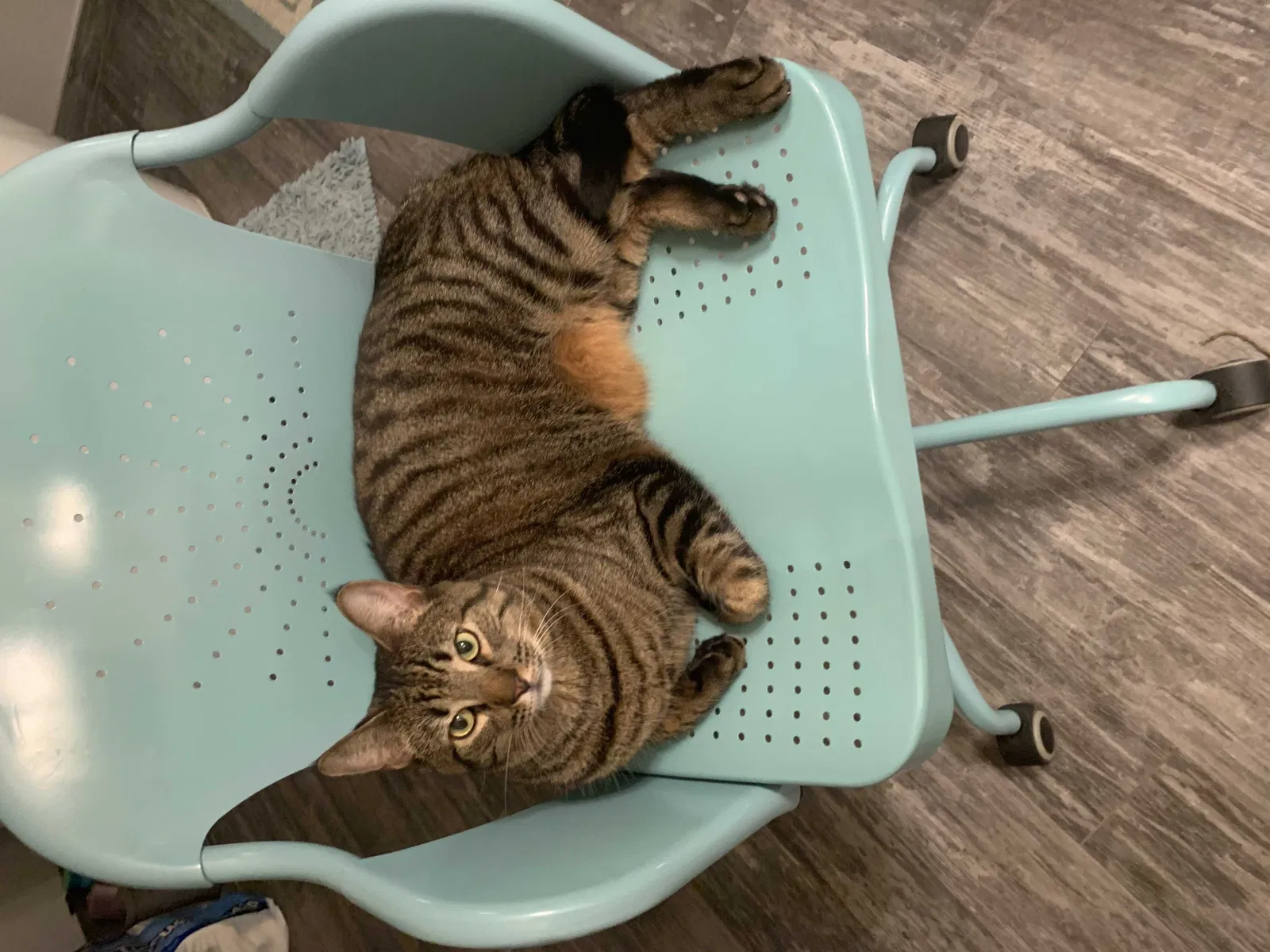 Lost cat in Ramona, CA, 92065