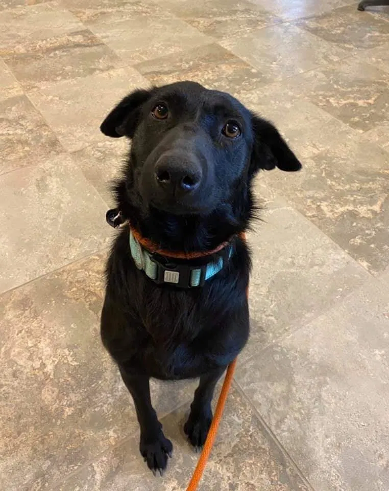 Lost dog in Ogden, UT, 84401
