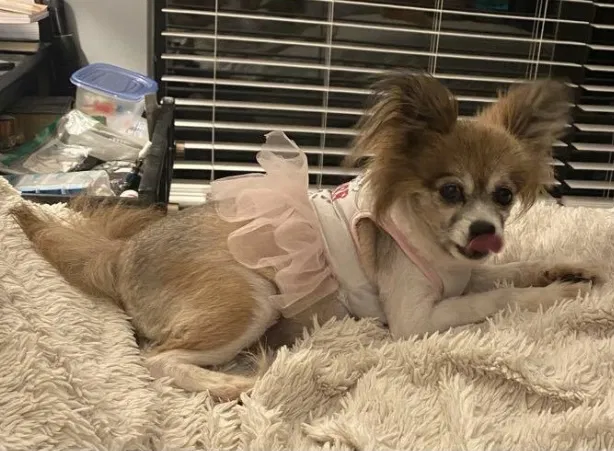 Lost dog in Fort Walton Beach, FL, 32548