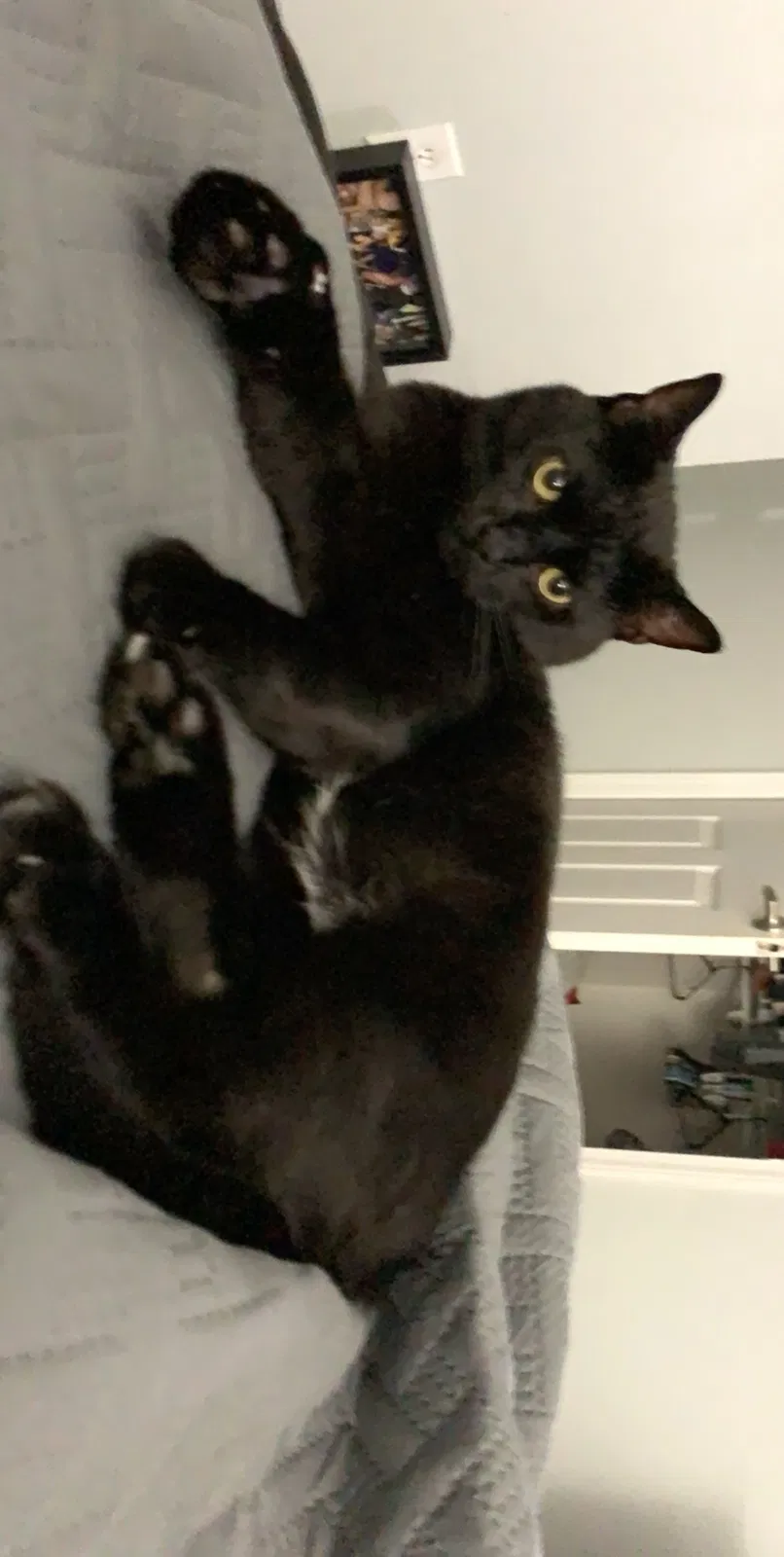 Lost cat in Saint Louis, MO, 63129