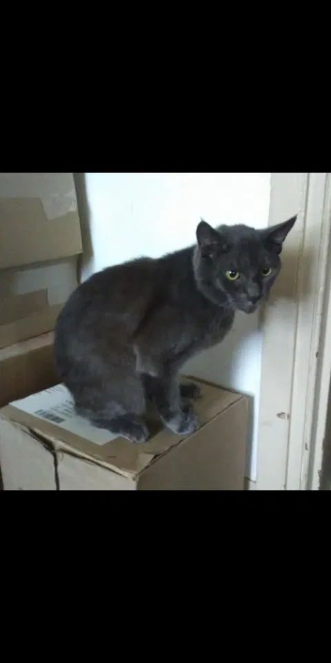 Lost cat in Windsor, PA, 17366