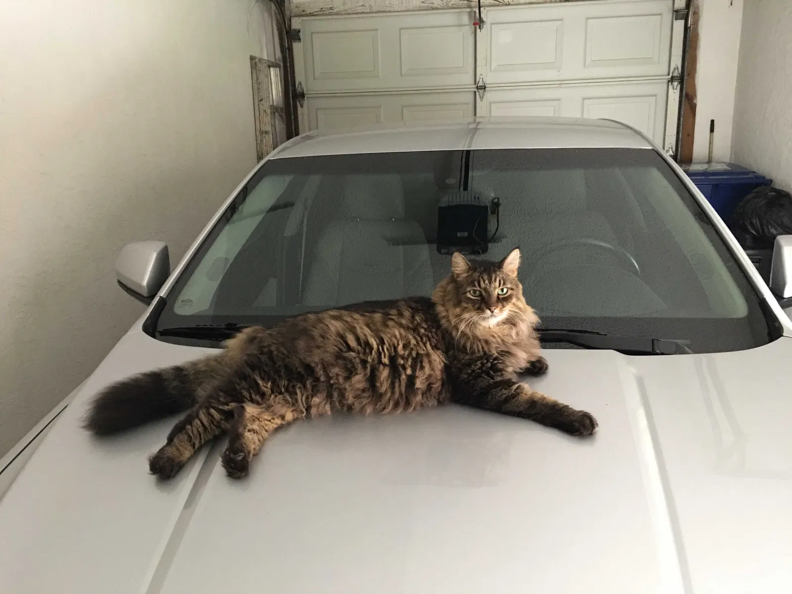 Lost cat in Sarasota, FL, 34235