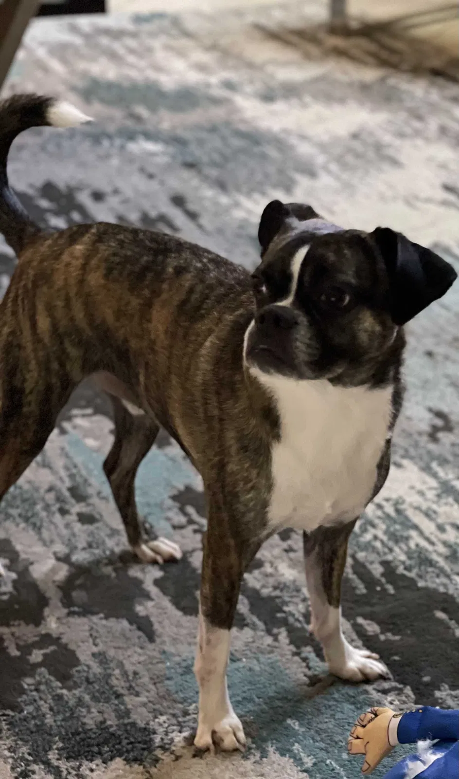 Lost dog in Altamonte Springs, FL, 32714