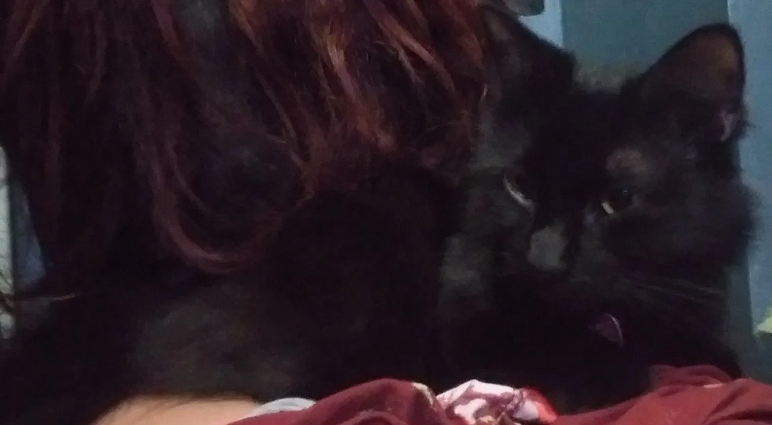 Lost cat in Lakeland, FL, 33809