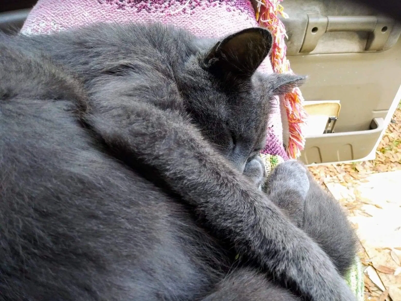 Lost cat in Lakeland, FL, 33809