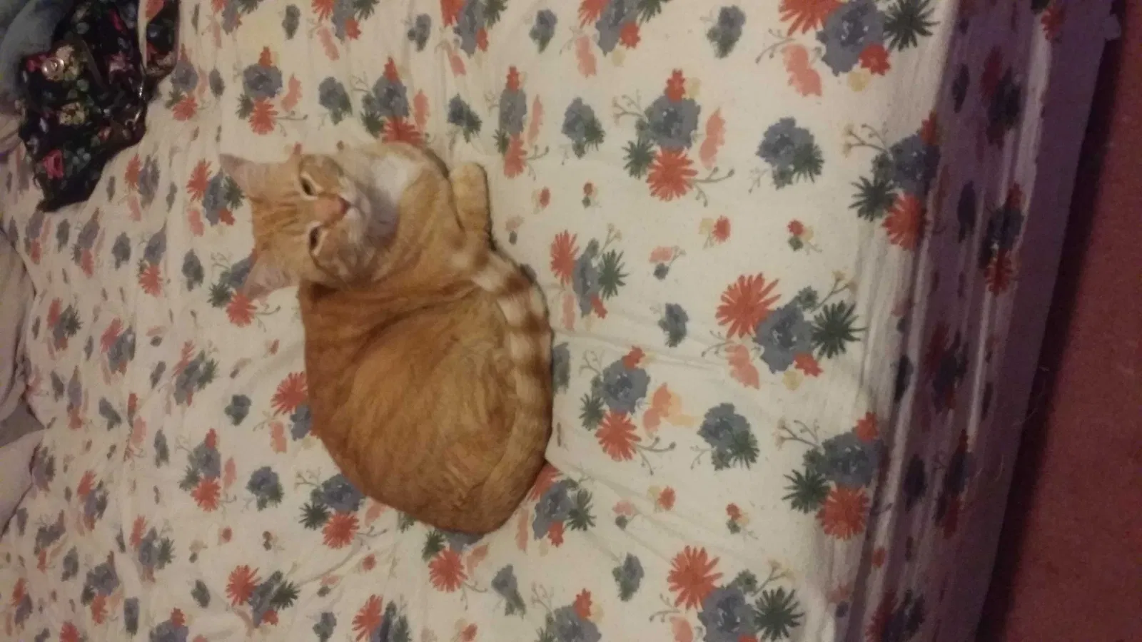 Lost cat in Mesa, AZ, 85207