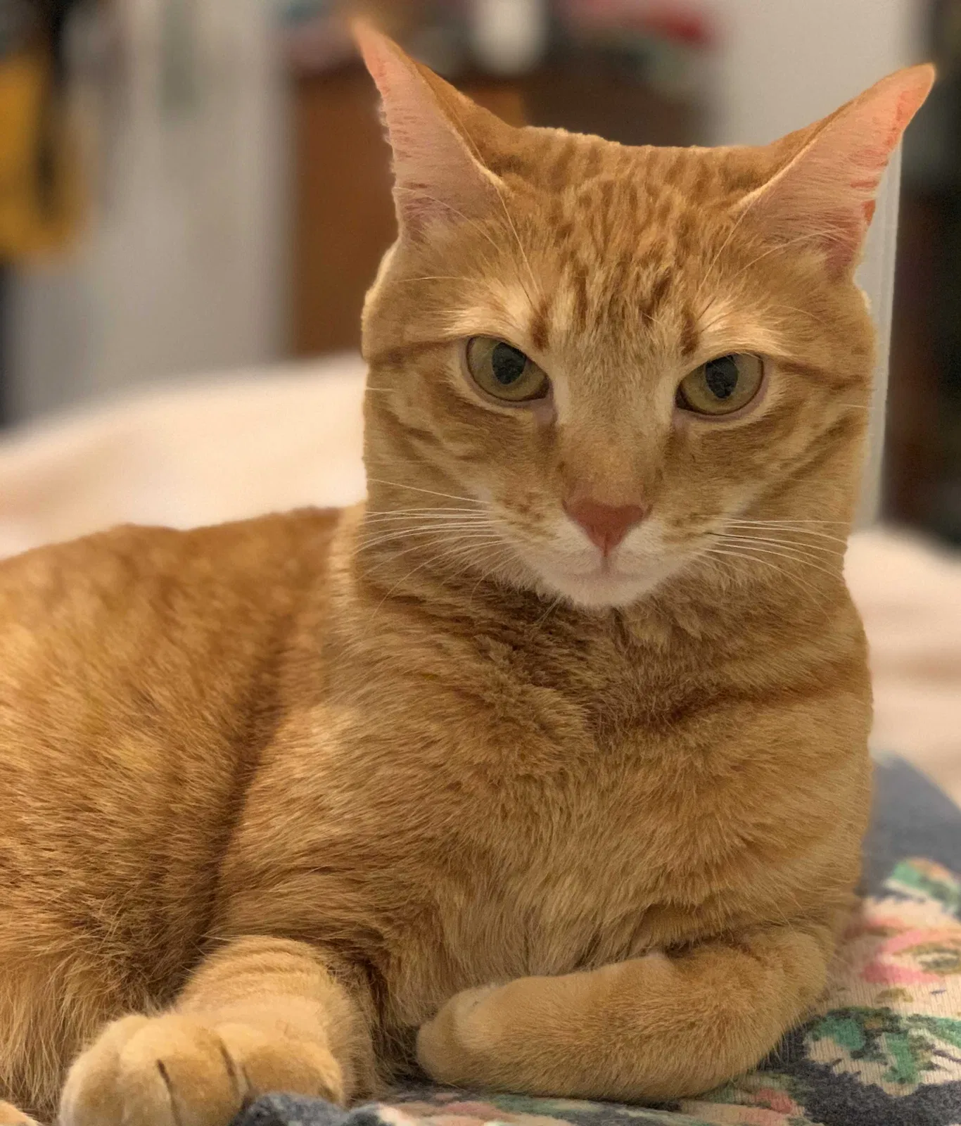 Lost cat in Milwaukee, WI, 53215