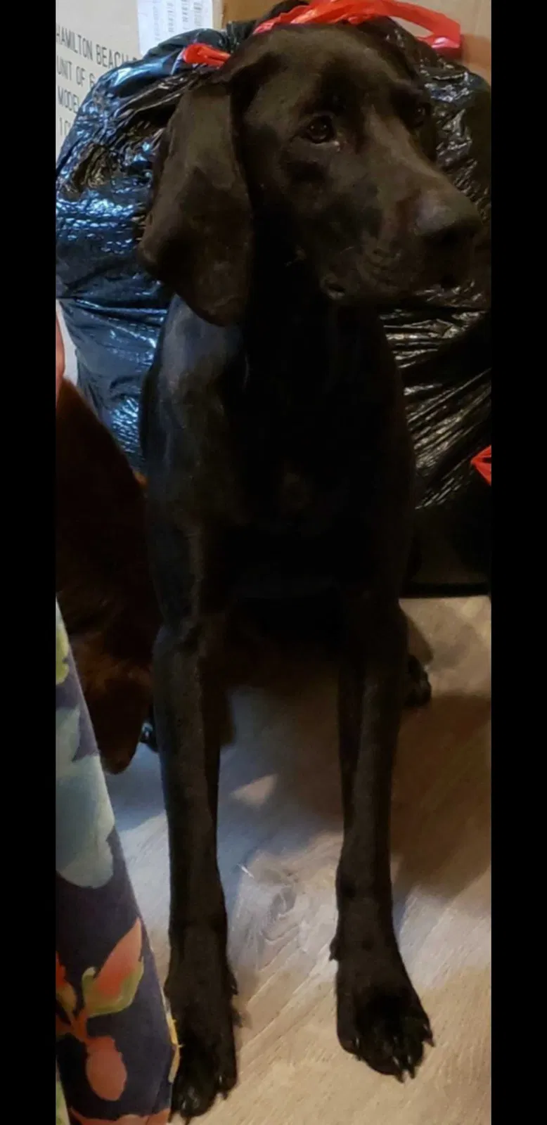 Lost dog in Melbourne, AR, 72556