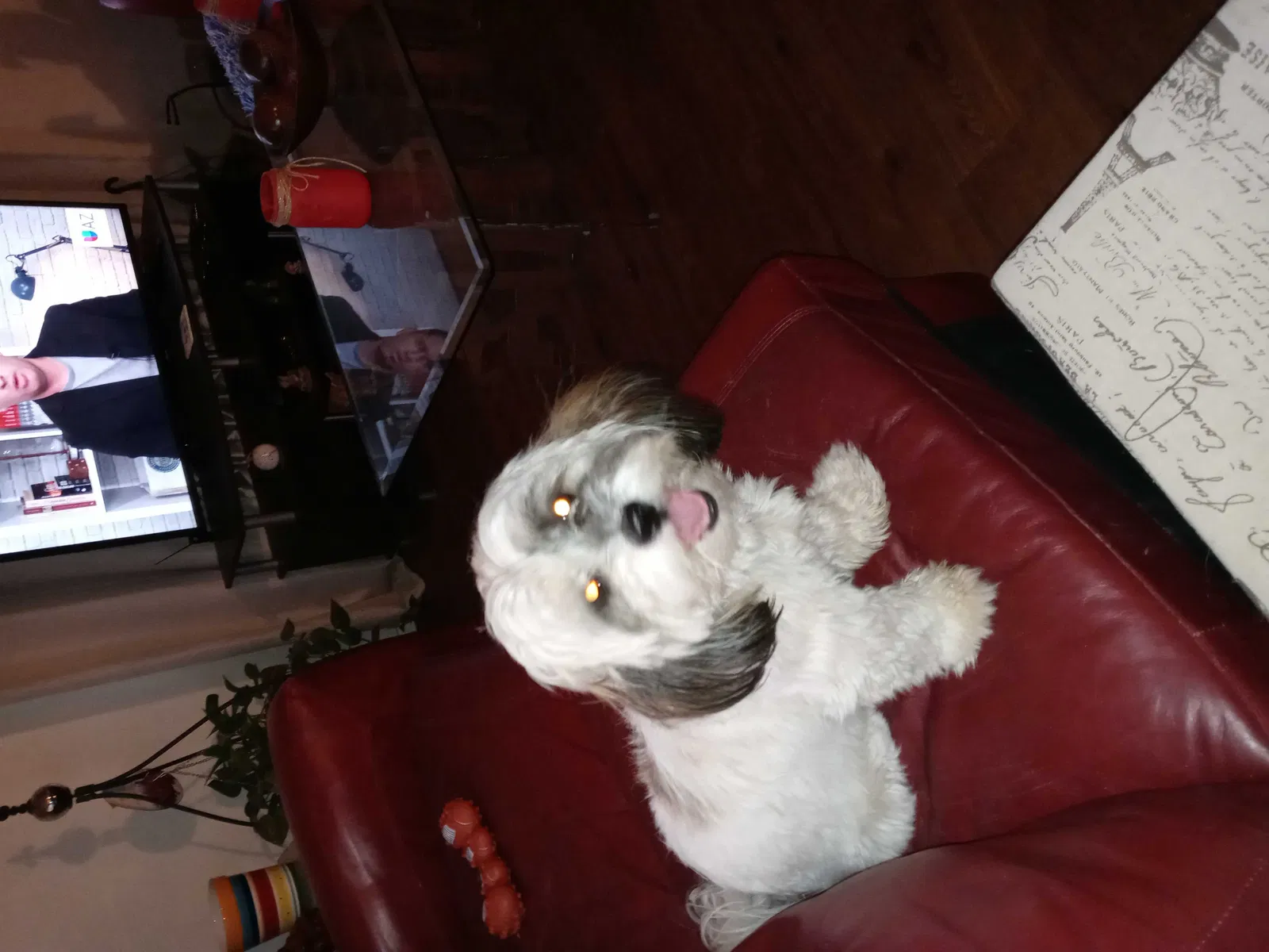 Lost dog in Tucson, AZ, 85705