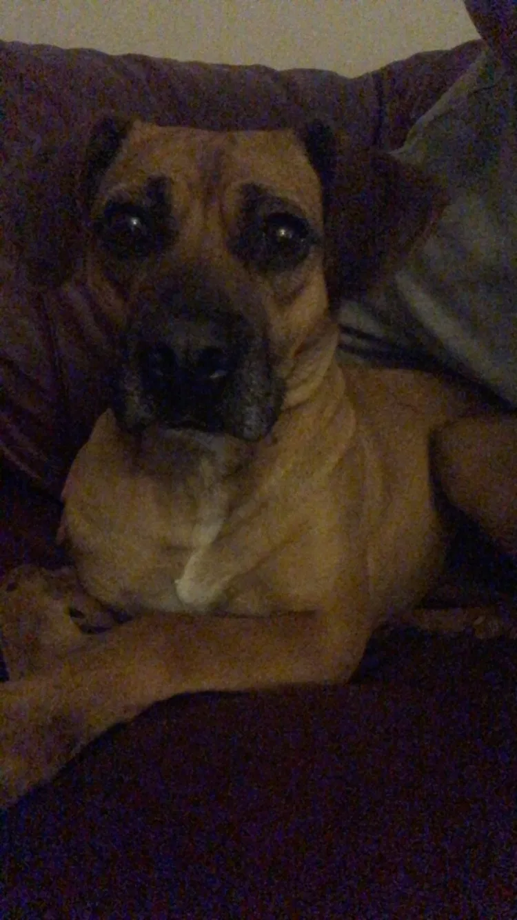 Lost dog in Knoxville, TN, 37920