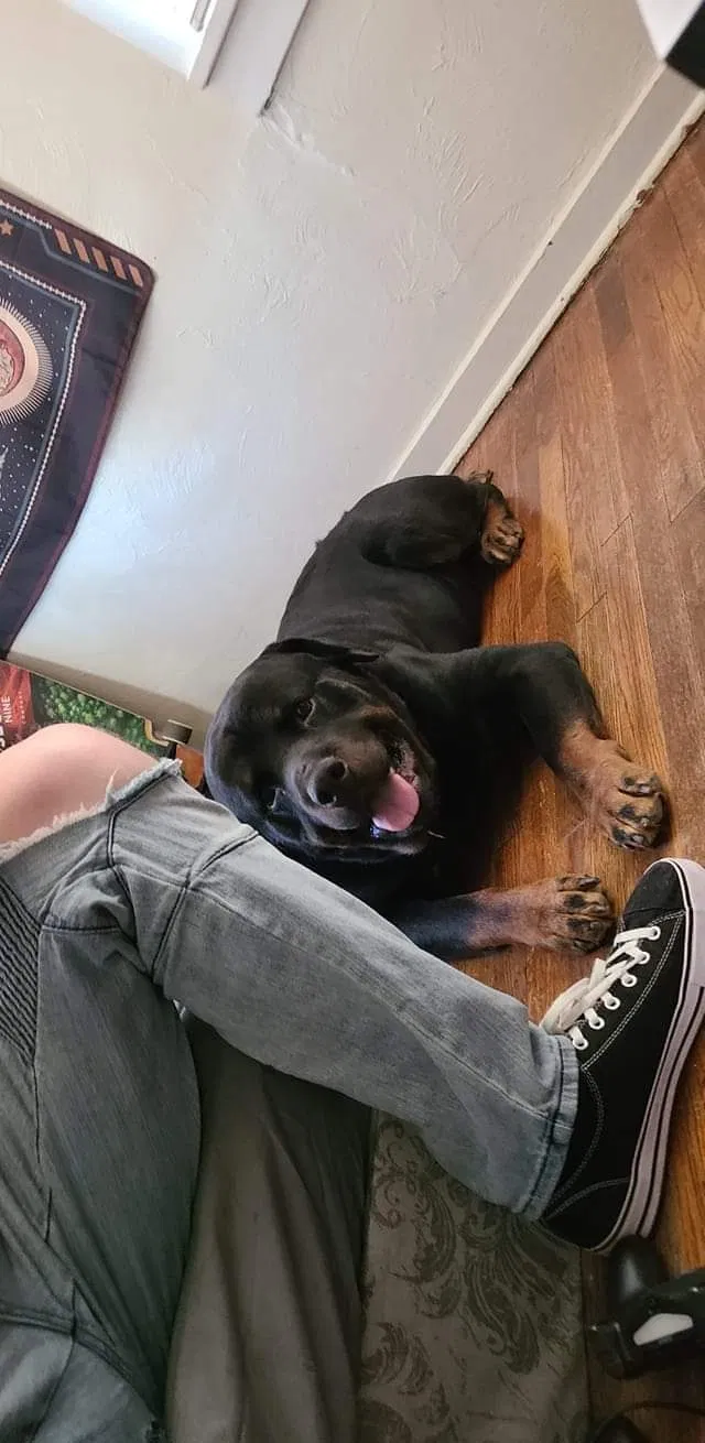 Lost dog in Pueblo, CO, 81001