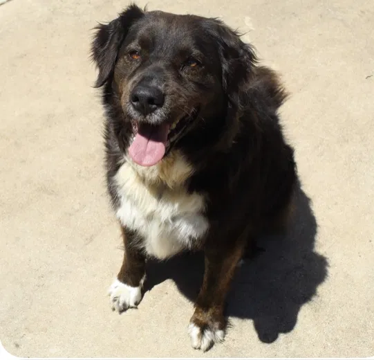 Lost dog in Abilene, TX, 79605