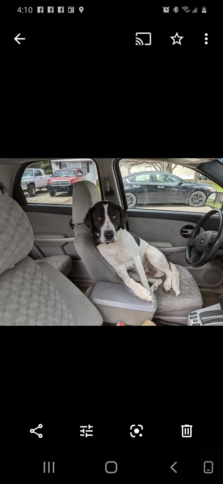 Lost dog in Fond Du Lac, WI, 54935