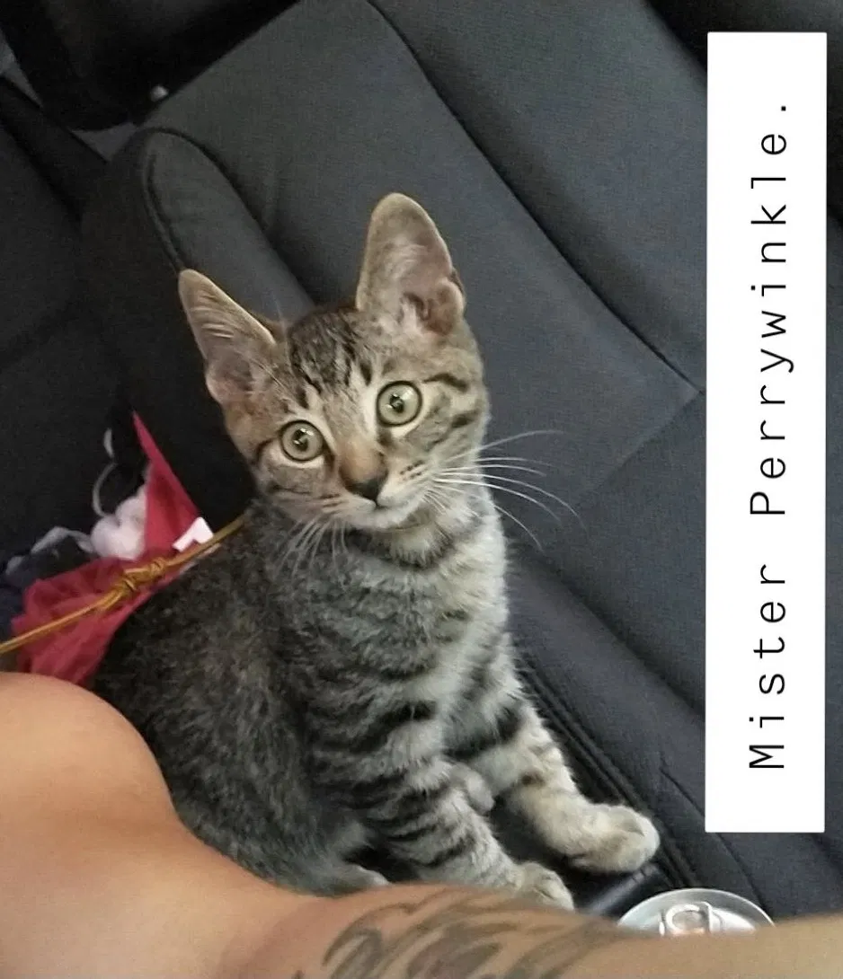 Lost cat in Citrus Heights, CA, 95610