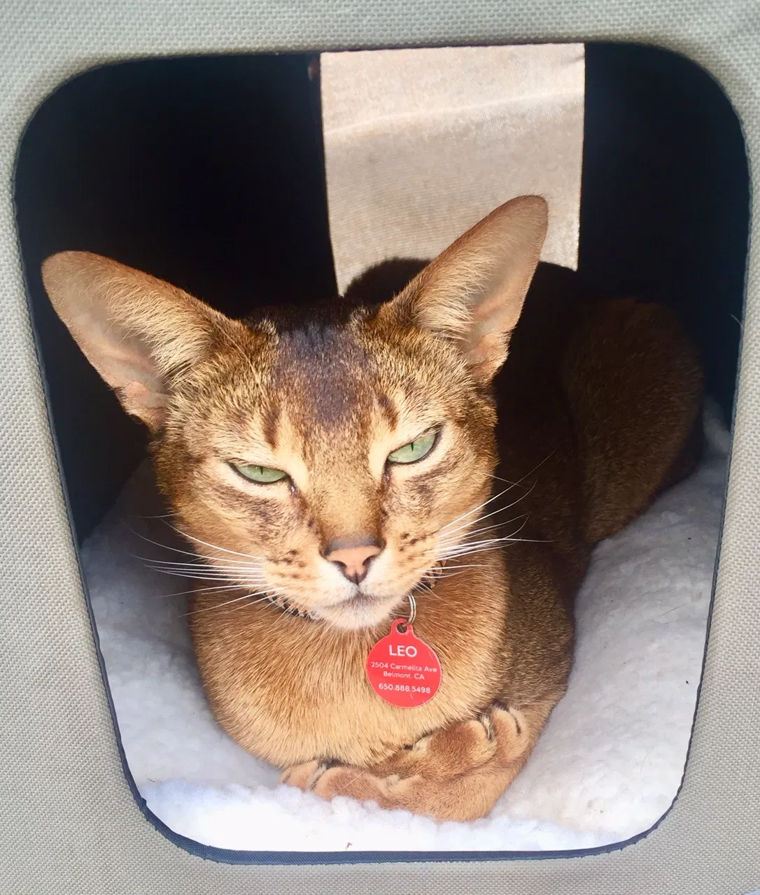 Lost cat in Belmont, CA, 94002