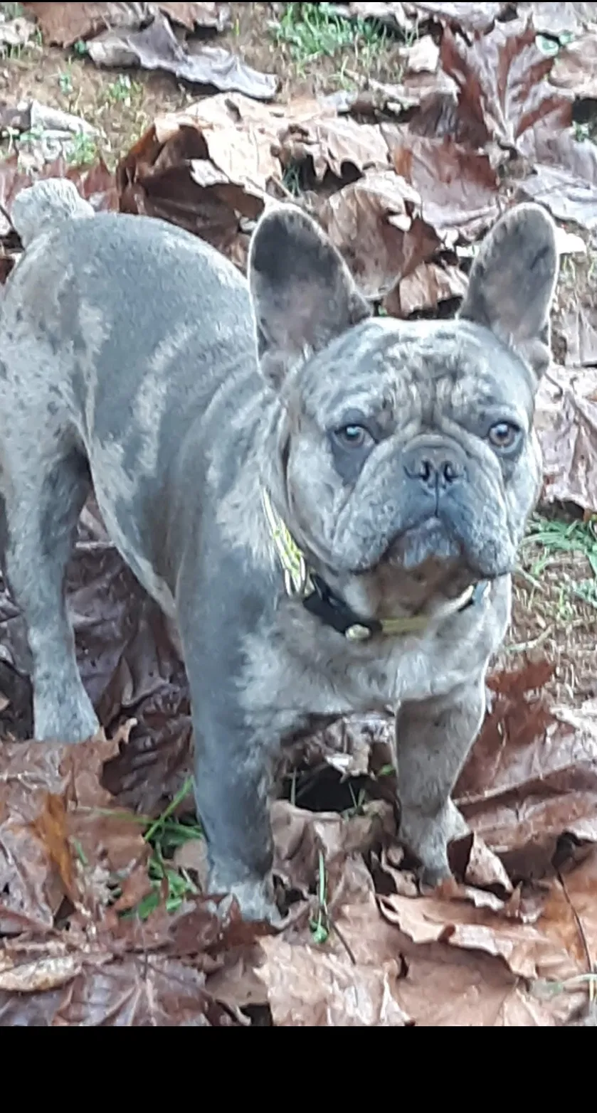 Lost dog in Gibsonville, NC, 27249