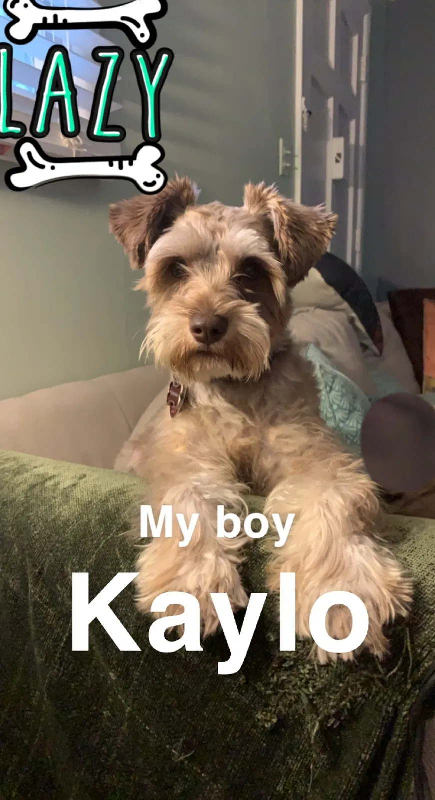 Lost dog in North Little Rock, AR, 72114