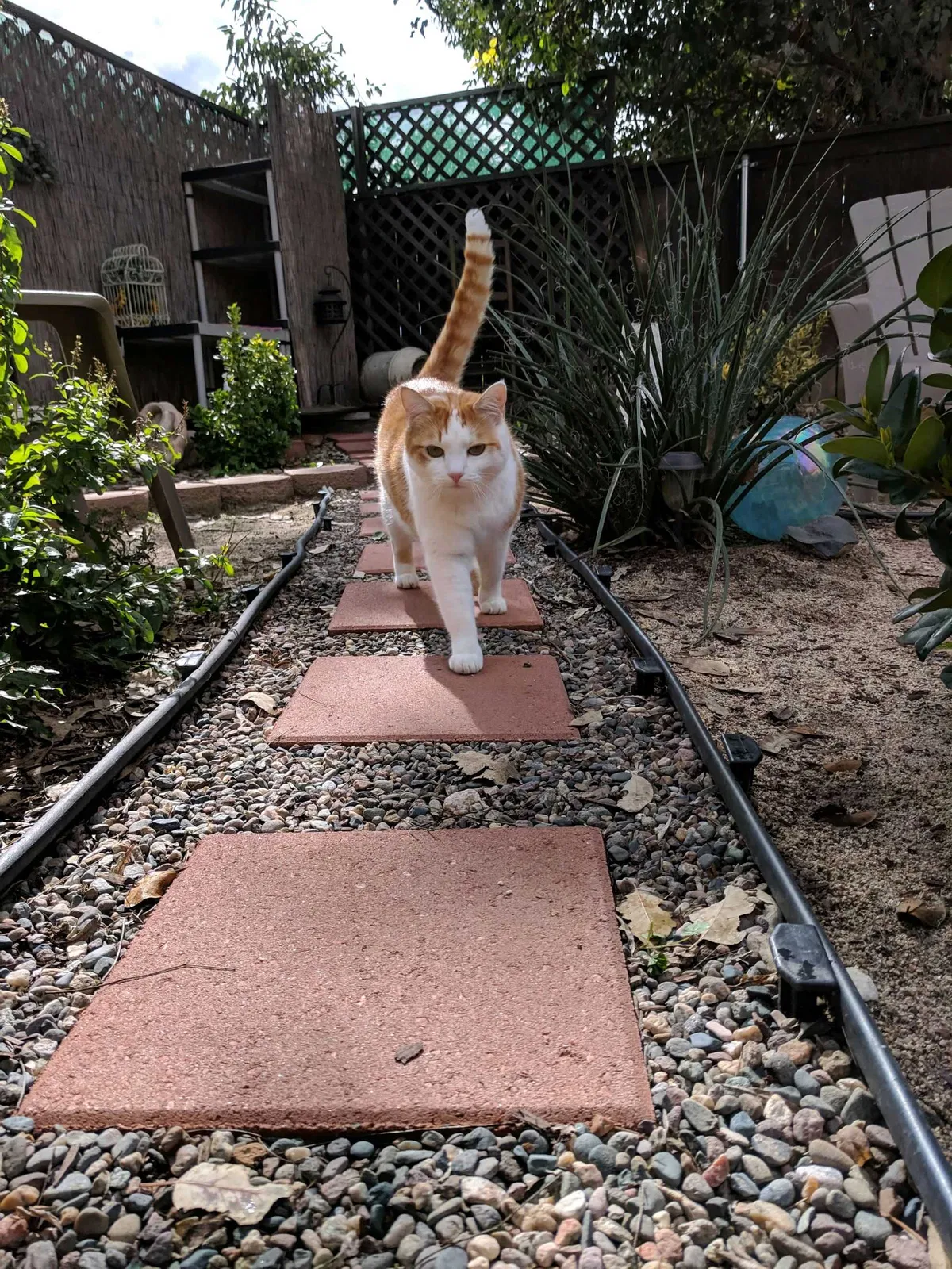 Lost cat in Murrieta, CA, 92562